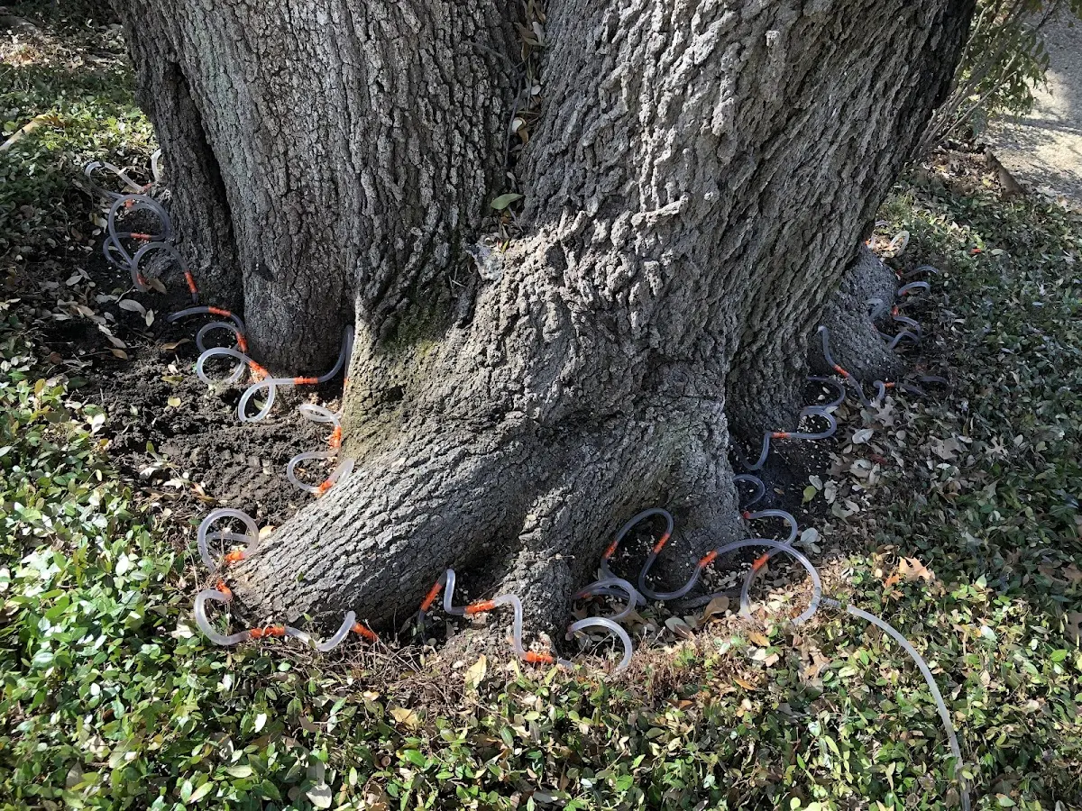 Detailed Tree Cabling and Bracing job site in Nadeau