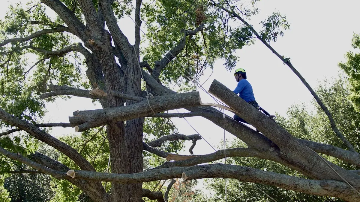 Professional Crown Thinning performed by certified arborists in Nadeau