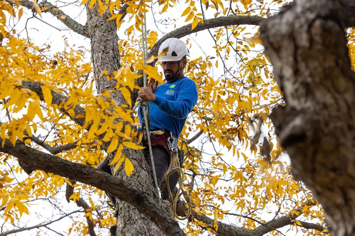 Skilled Dead Tree Removal crew working in Nadeau
